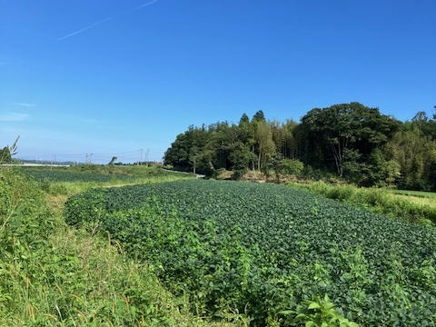 情報公開